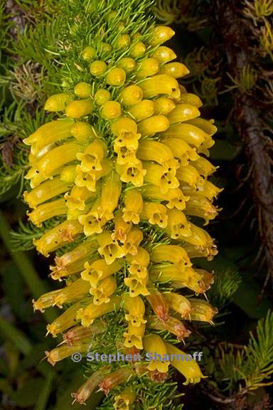 erica patersonia 1 graphic